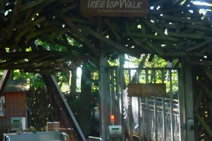 Tree Top Walk